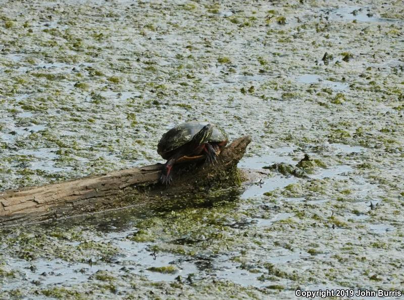 Midland Painted Turtle (Chrysemys picta marginata)