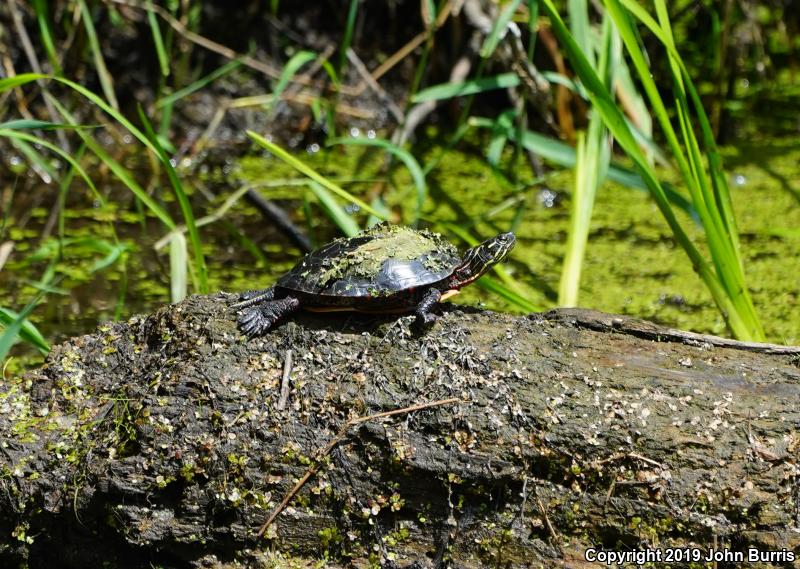 Midland Painted Turtle (Chrysemys picta marginata)