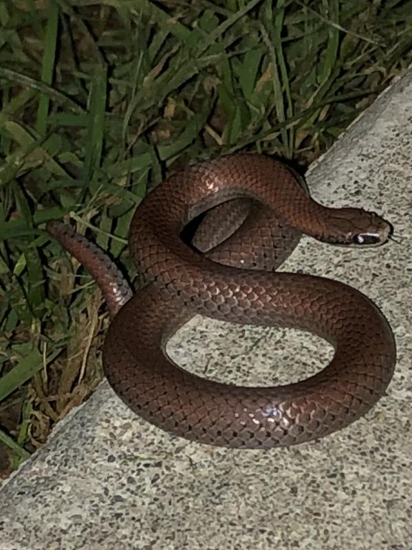 Forest Sharp-tailed Snake (Contia longicaudae)