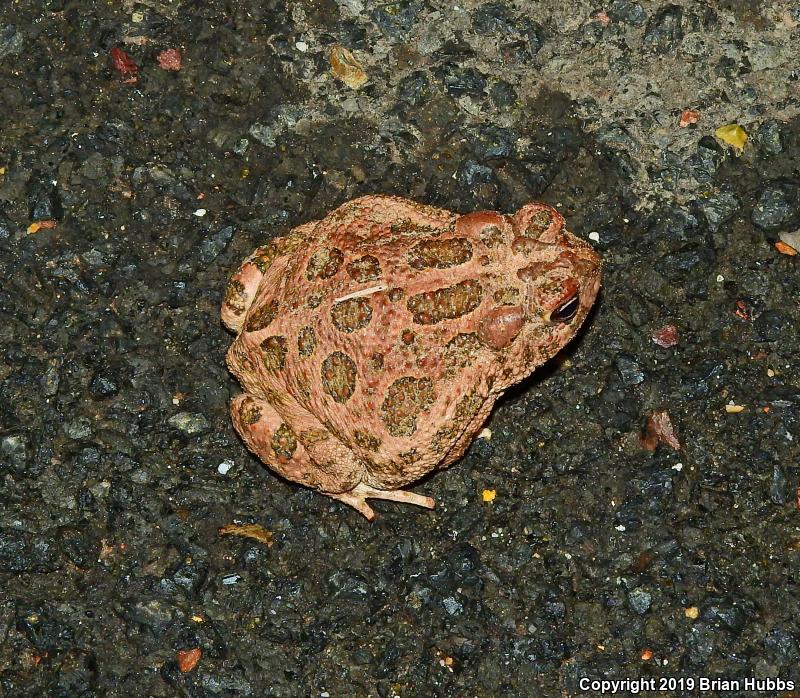 Great Plains Toad (Anaxyrus cognatus)