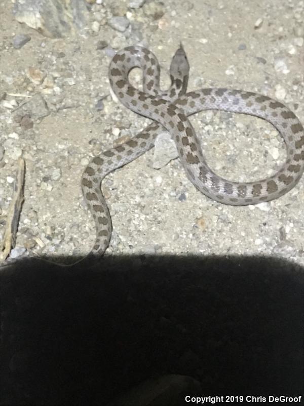 San Diego Nightsnake (Hypsiglena ochrorhyncha klauberi)