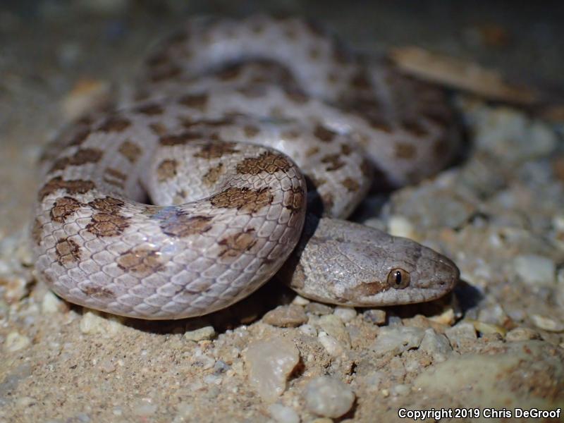 San Diego Nightsnake (Hypsiglena ochrorhyncha klauberi)