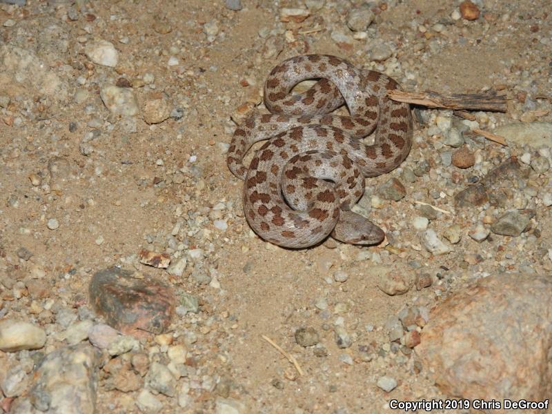 San Diego Nightsnake (Hypsiglena ochrorhyncha klauberi)