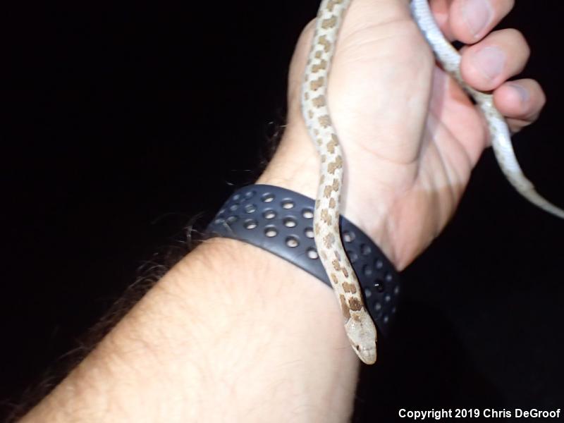 San Diego Nightsnake (Hypsiglena ochrorhyncha klauberi)