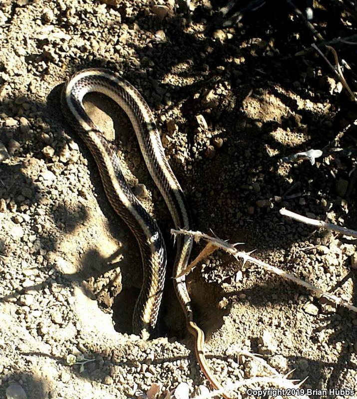 Coast Patch-nosed Snake (Salvadora hexalepis virgultea)