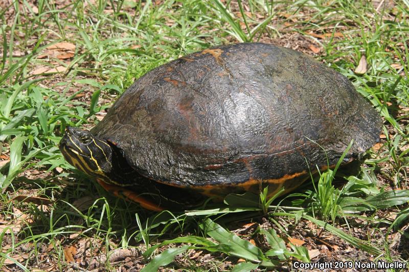 Florida Red-bellied Cooter (Pseudemys nelsoni)