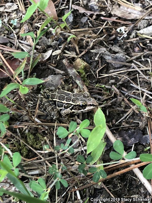 Pickerel Frog (Lithobates palustris)