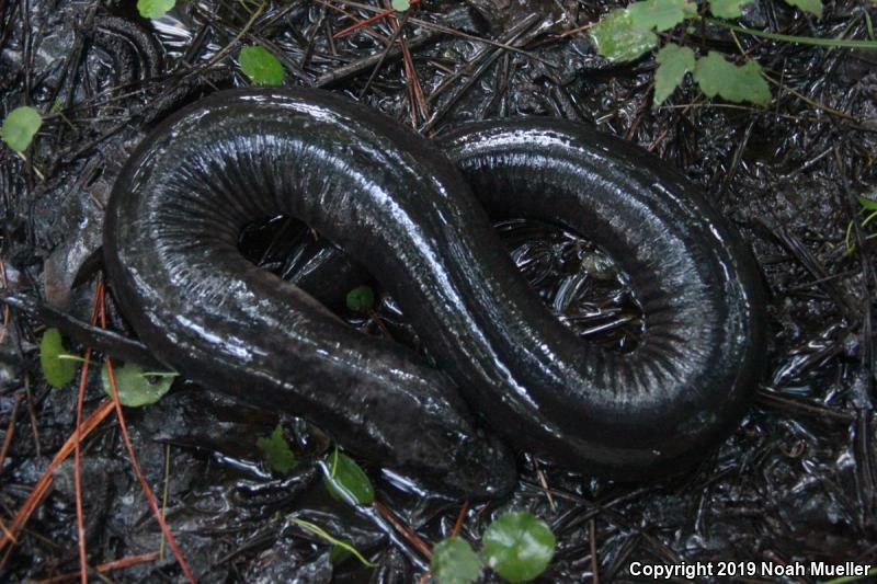 Two-toed Amphiuma (Amphiuma means)