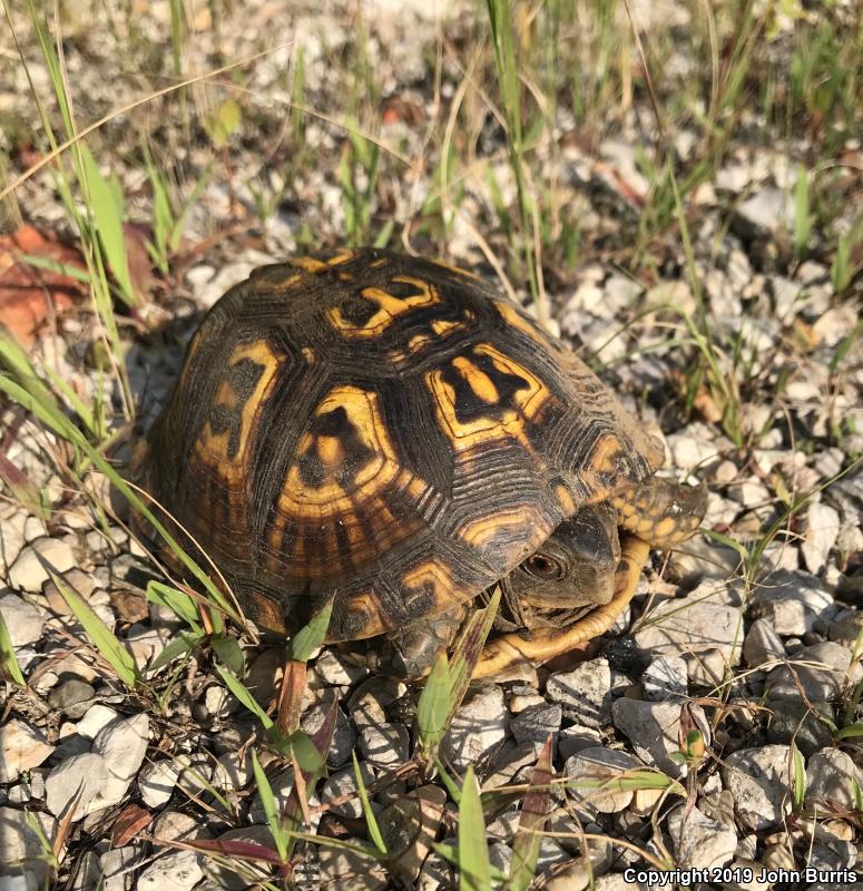 Eastern Box Turtle (Terrapene carolina carolina)