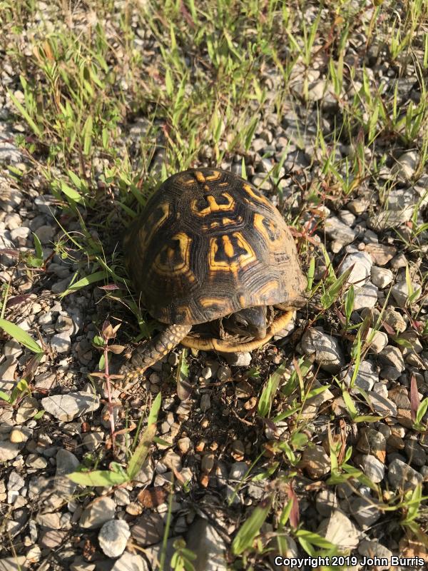 Eastern Box Turtle (Terrapene carolina carolina)