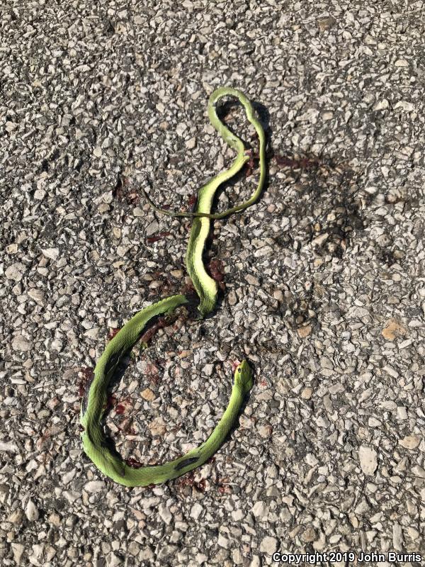 Northern Rough Greensnake (Opheodrys aestivus aestivus)