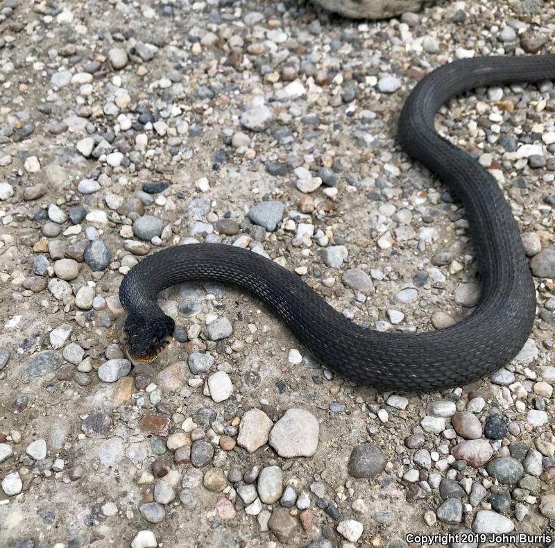 Copper-bellied Watersnake (Nerodia erythrogaster neglecta)