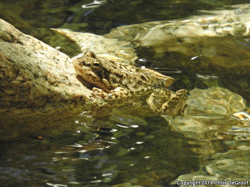 Southern Mountain Yellow-legged Frog (Rana muscosa)