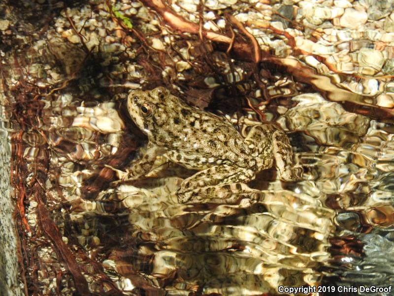 Southern Mountain Yellow-legged Frog (Rana muscosa)