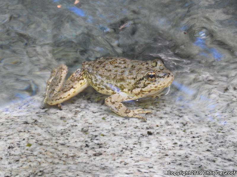 Southern Mountain Yellow-legged Frog (Rana muscosa)