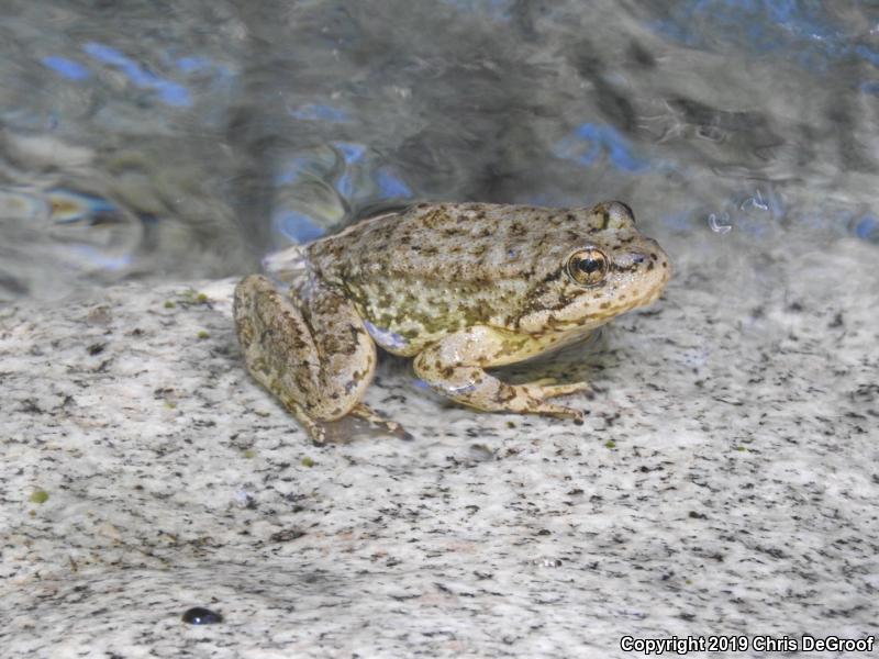 Southern Mountain Yellow-legged Frog (Rana muscosa)