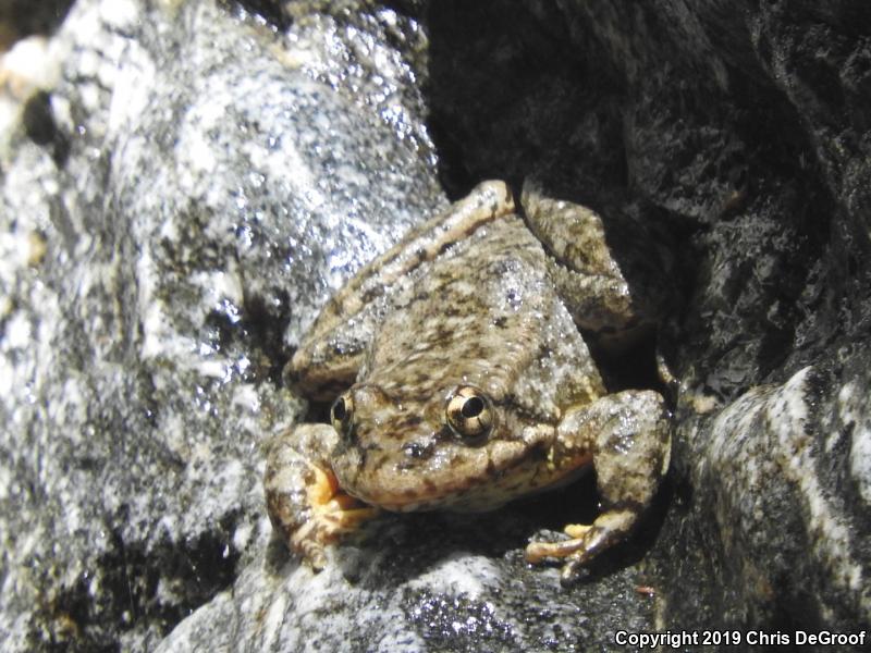 Southern Mountain Yellow-legged Frog (Rana muscosa)