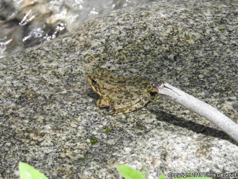 Southern Mountain Yellow-legged Frog (Rana muscosa)