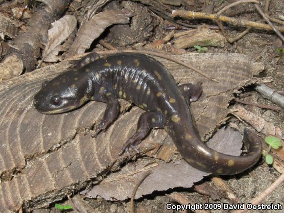 Eastern Tiger Salamander (Ambystoma tigrinum tigrinum)