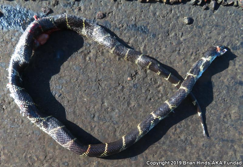 California Kingsnake (Lampropeltis getula californiae)