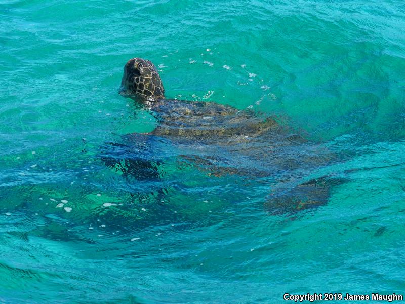 Green Sea Turtle (Chelonia mydas)