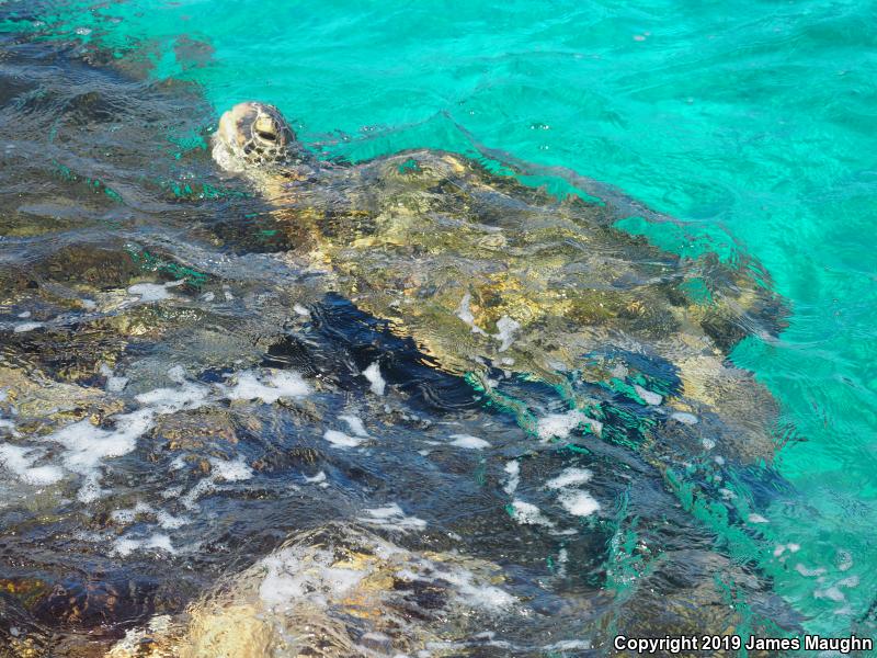 Green Sea Turtle (Chelonia mydas)