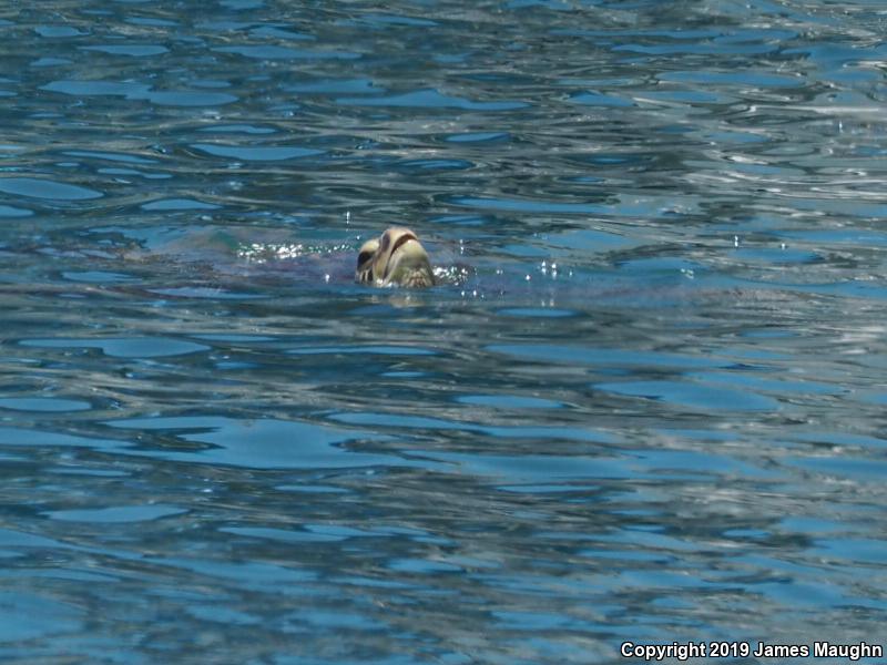 Green Sea Turtle (Chelonia mydas)