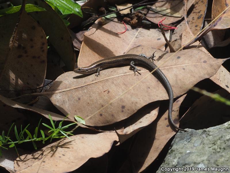 Plague Skink (Lampropholis delicata)