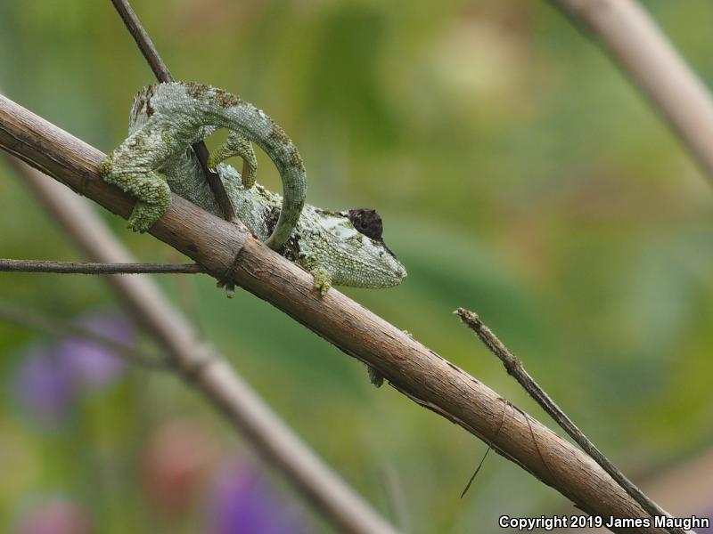 Jackson's Chameleon (Chamaeleo jacksonii)