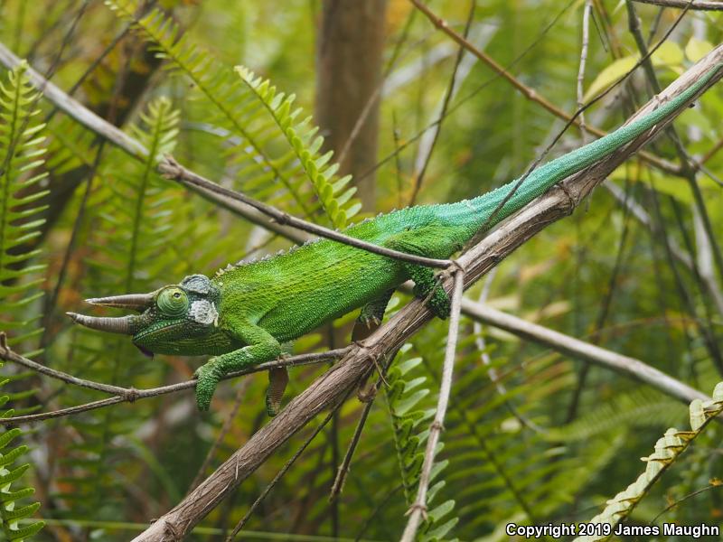 Jackson's Chameleon (Chamaeleo jacksonii)