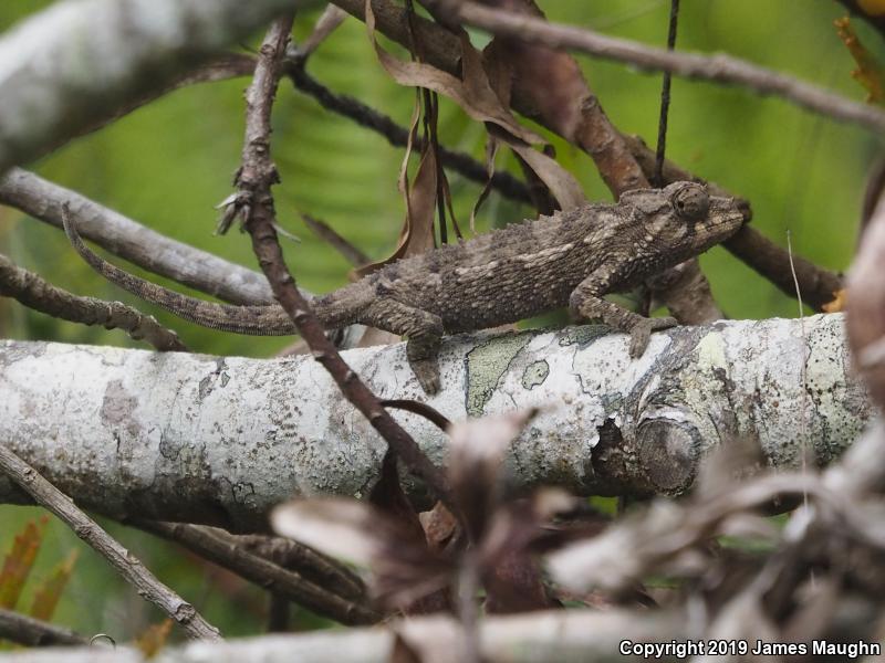 Jackson's Chameleon (Chamaeleo jacksonii)