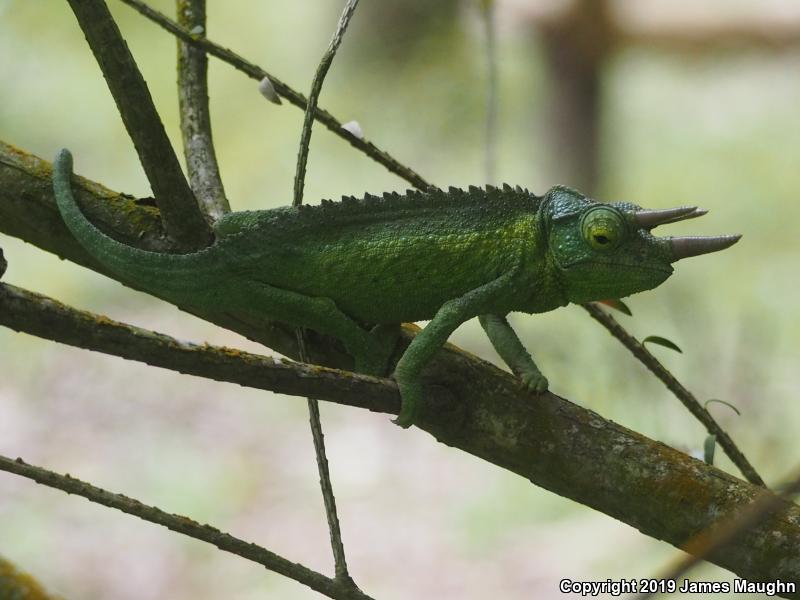 Jackson's Chameleon (Chamaeleo jacksonii)