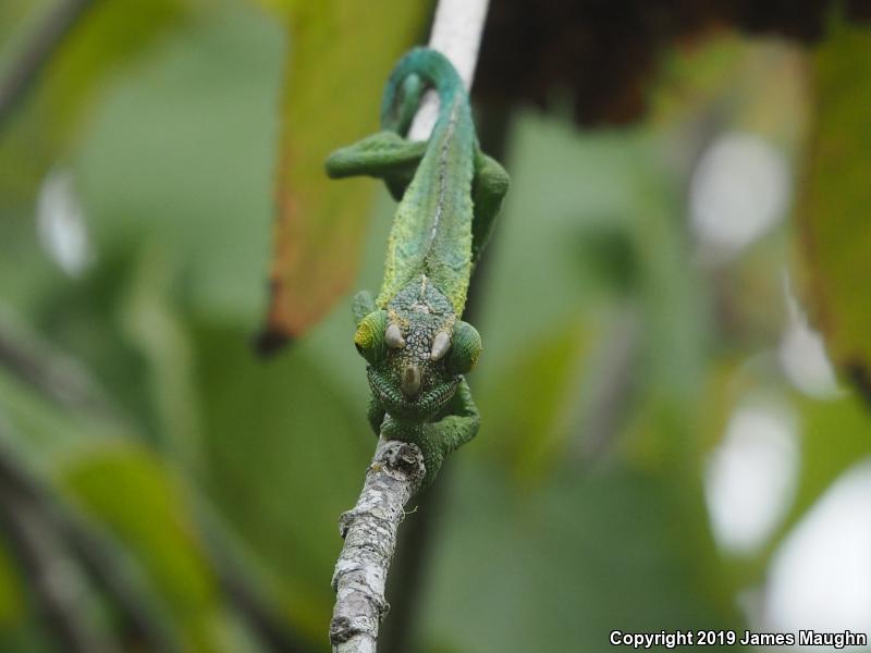 Jackson's Chameleon (Chamaeleo jacksonii)