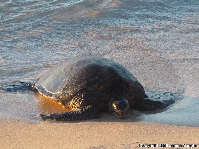 Green Sea Turtle (Chelonia mydas)