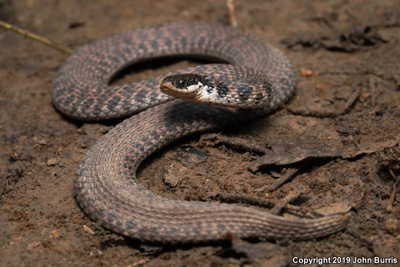 Kirtland's Snake (Clonophis kirtlandii)