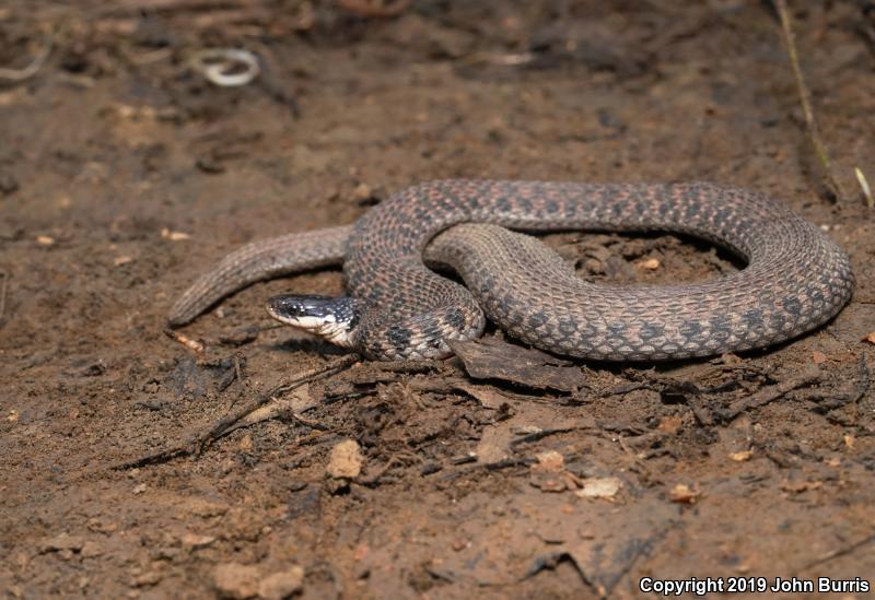 Kirtland's Snake (Clonophis kirtlandii)