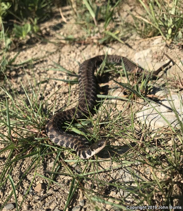 Kirtland's Snake (Clonophis kirtlandii)