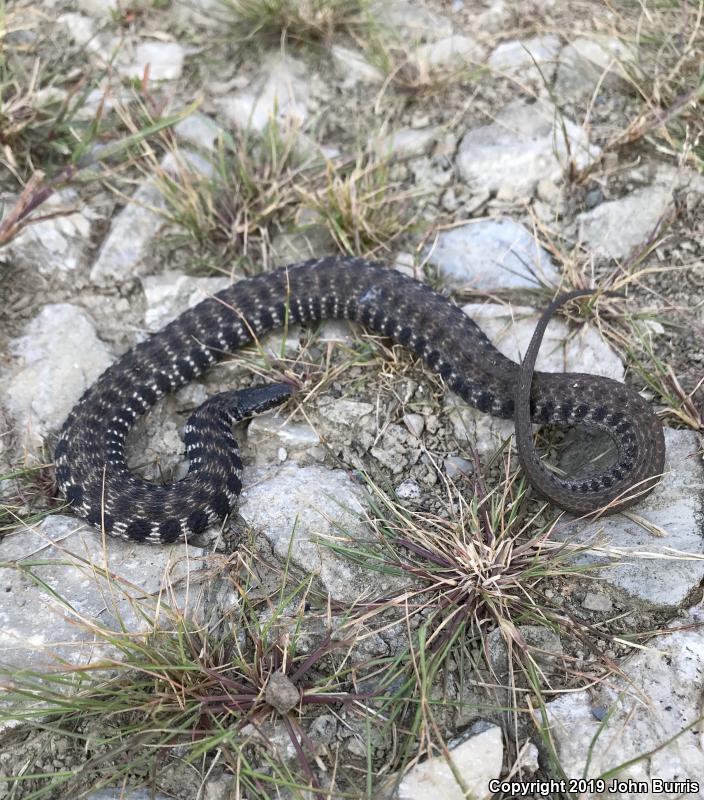 Kirtland's Snake (Clonophis kirtlandii)