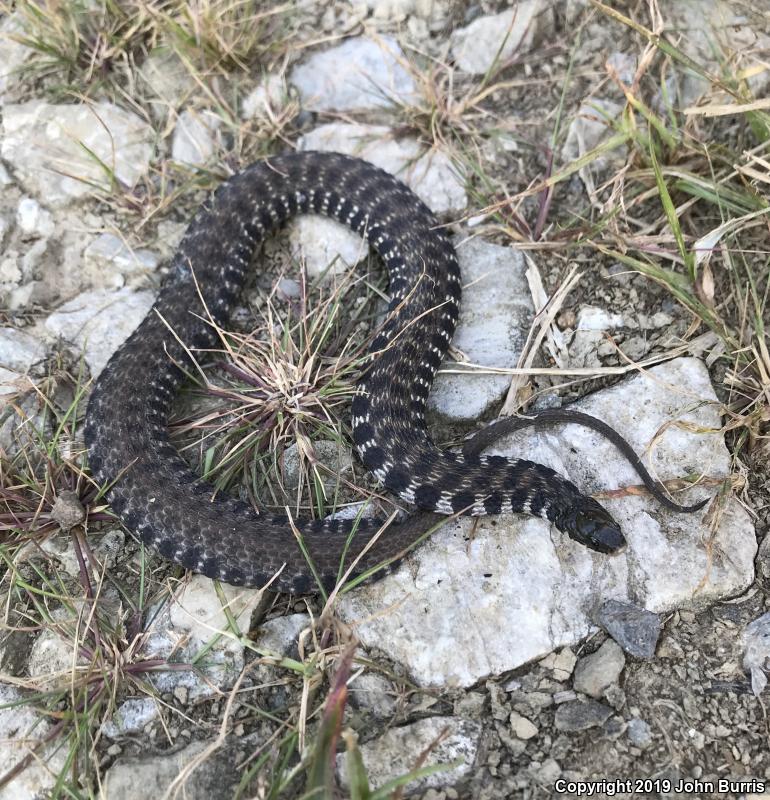 Kirtland's Snake (Clonophis kirtlandii)