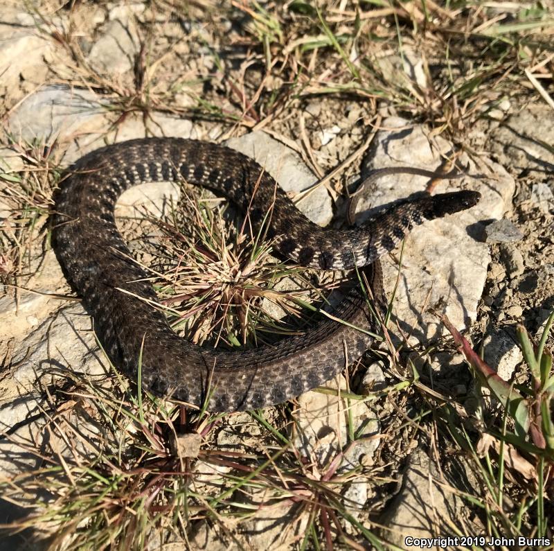 Kirtland's Snake (Clonophis kirtlandii)