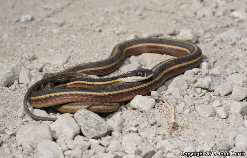 Eastern Ribbonsnake (Thamnophis sauritus sauritus)