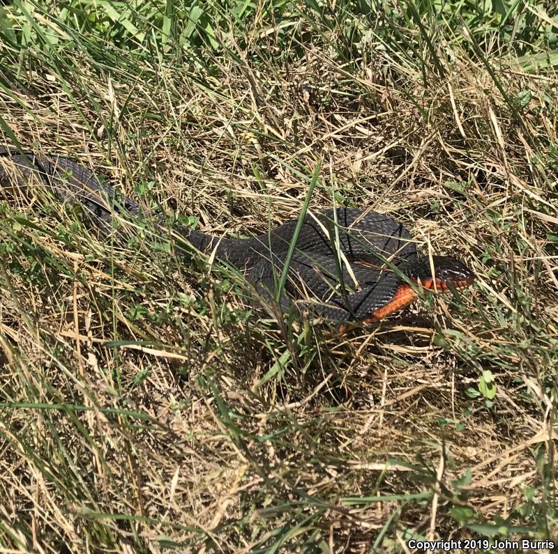 Copper-bellied Watersnake (Nerodia erythrogaster neglecta)