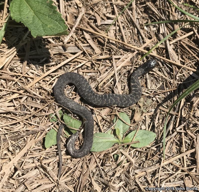 Kirtland's Snake (Clonophis kirtlandii)