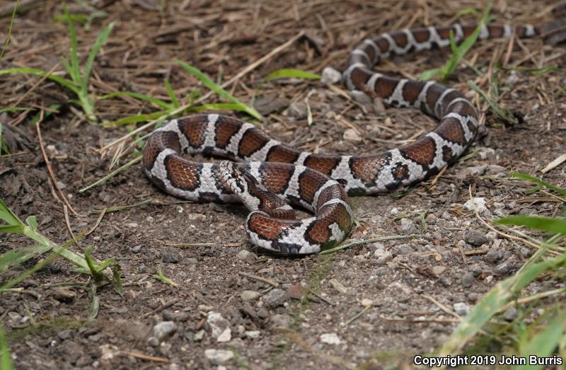 Eastern Milksnake (Lampropeltis triangulum triangulum)