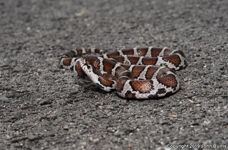 Eastern Milksnake (Lampropeltis triangulum triangulum)