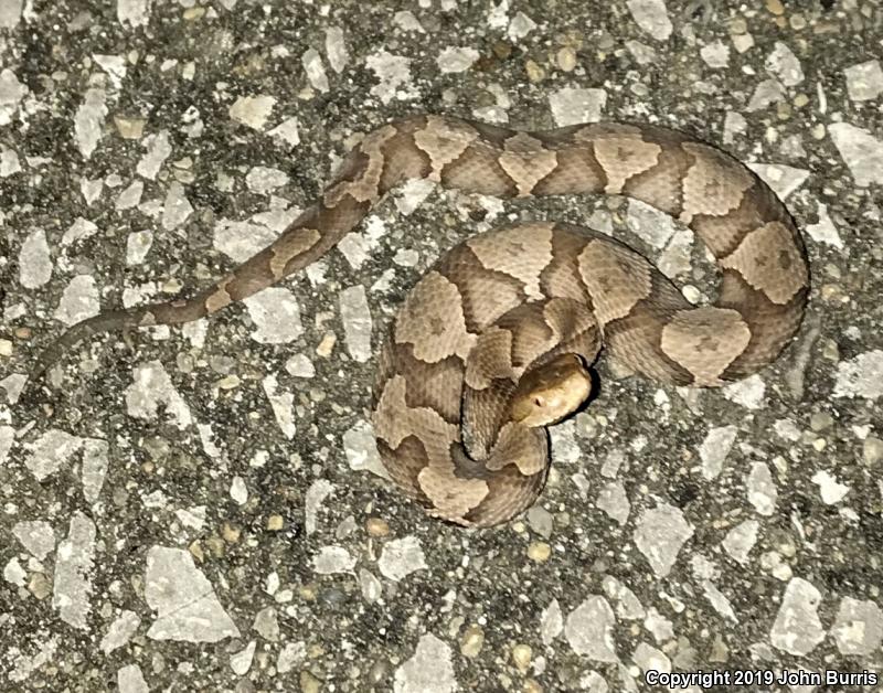 Northern  Copperhead (Agkistrodon contortrix mokasen)