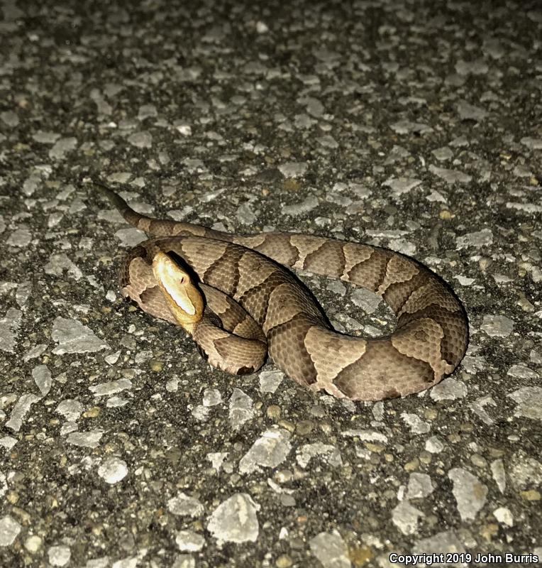 Northern  Copperhead (Agkistrodon contortrix mokasen)