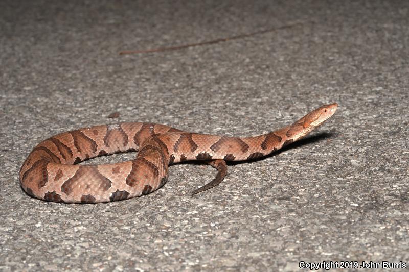 Northern  Copperhead (Agkistrodon contortrix mokasen)