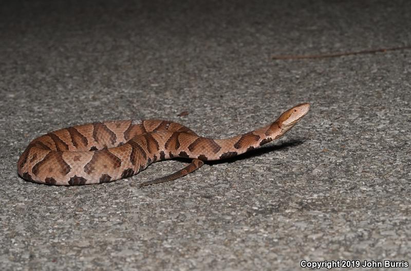 Northern  Copperhead (Agkistrodon contortrix mokasen)