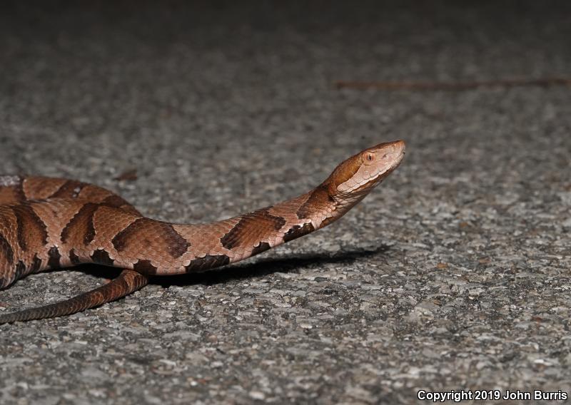 Northern  Copperhead (Agkistrodon contortrix mokasen)